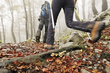 Mushrooms and misty weather in the forest, Risnjak National Park, Gorski Kotar, Croatia.